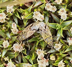 Rhypodes