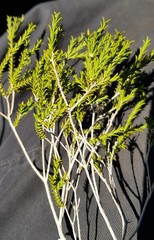 Melaleuca eleuterostachya