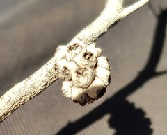 Melaleuca eleuterostachya