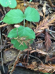 Paragymnopus sequoiae