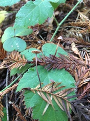 Paragymnopus sequoiae