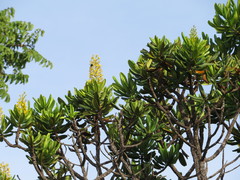 Vochysia thyrsoidea