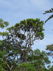 Vochysia thyrsoidea