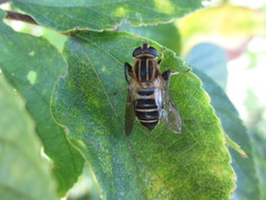 Helophilus eristaloidea