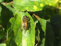 Helophilus eristaloidea