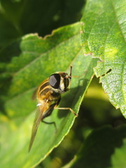 Helophilus eristaloidea