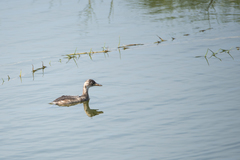 Tachybaptus ruficollis poggei