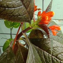 Chrysothemis pulchella