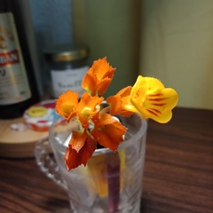 Chrysothemis pulchella