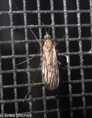 Sylvicola fenestralis