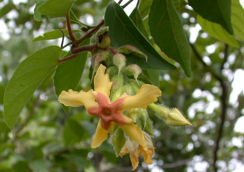 Mandevilla villosa