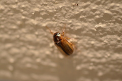 Phyllophaga bruneri