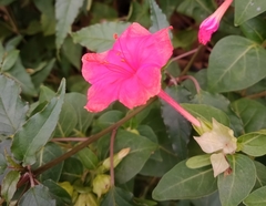 Mirabilis jalapa