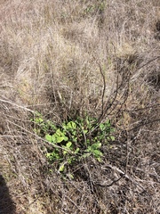 Scrophularia villosa