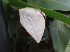 Curetis acuta paracuta