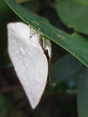 Curetis acuta paracuta