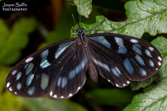 Oleria baizana baizana