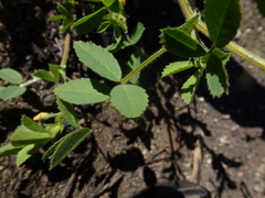 Medicago scutellata