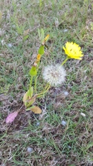 Pyrrhopappus grandiflorus