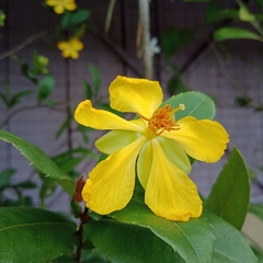 Ochna thomasiana
