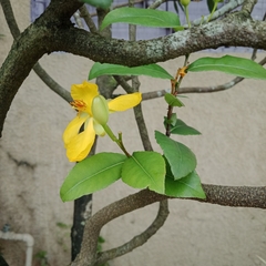 Ochna thomasiana