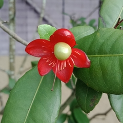 Ochna thomasiana