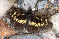 Gnathotriche exclamationis