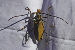 Orthomegas marechali image