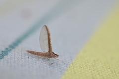 Callibaetis floridanus