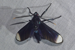 Image of Timalus leucomela