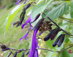 Hymenia perspectalis