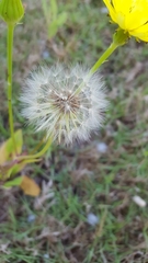 Pyrrhopappus grandiflorus