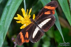 Podotricha telesiphe