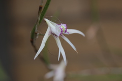 Dendrobium schoeninum