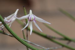 Dendrobium schoeninum