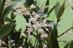 Dendrobium x delicatum