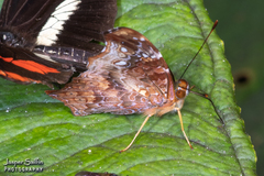 Hypanartia kefersteini