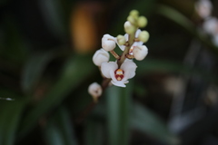 Sarcochilus hartmannii
