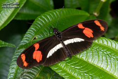 Heliconius telesiphe