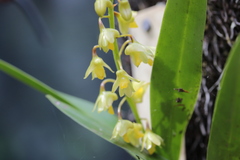 Dendrobium monophyllum