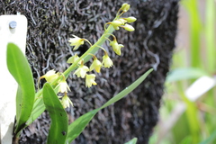 Dendrobium monophyllum