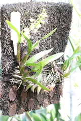 Dendrobium monophyllum