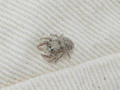 Habronattus hirsutus