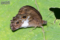 Optimandes eugenia transversa