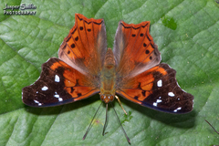 Hypanartia cinderella