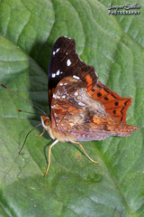 Hypanartia cinderella