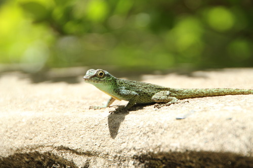 Bark Anole
