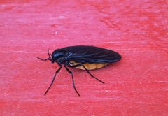 Sciara hemerobioides