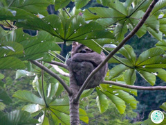 Bradypus variegatus brasiliensis