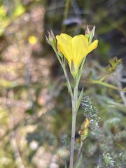 Linum thunbergii